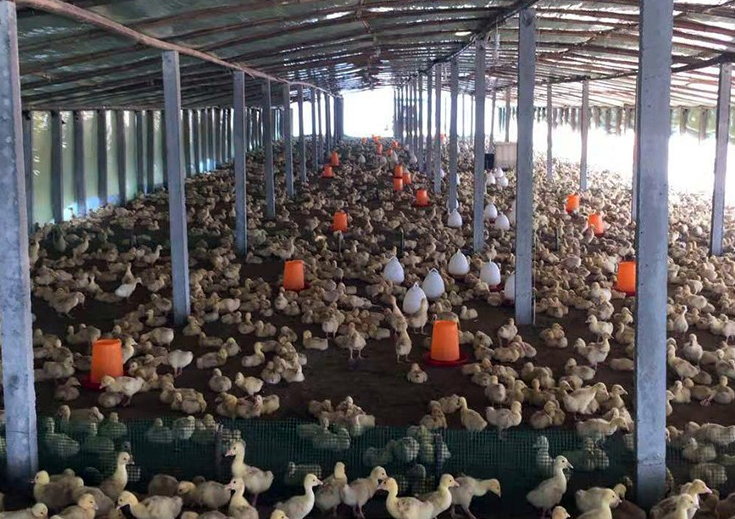 原阳县建源禽业有限公司